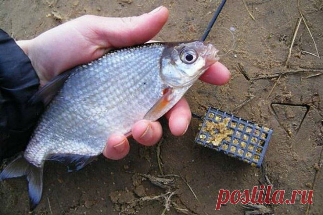 Ловля густеры на фидер