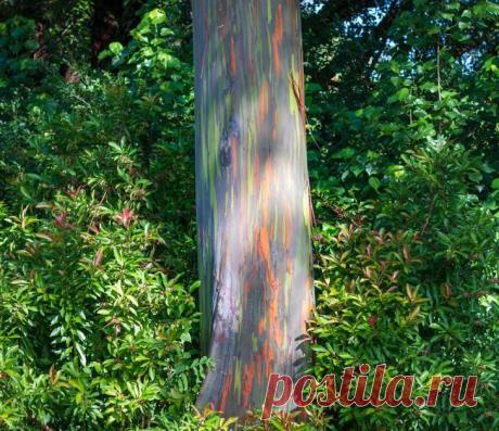 15 удивительных деревьев, которые растут на нашей планете, хотя в это и не верится » ТрамБай! | Новостная медиаплатформа