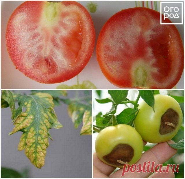 Причины, почему помидоры вырастают с белыми прожилками внутри