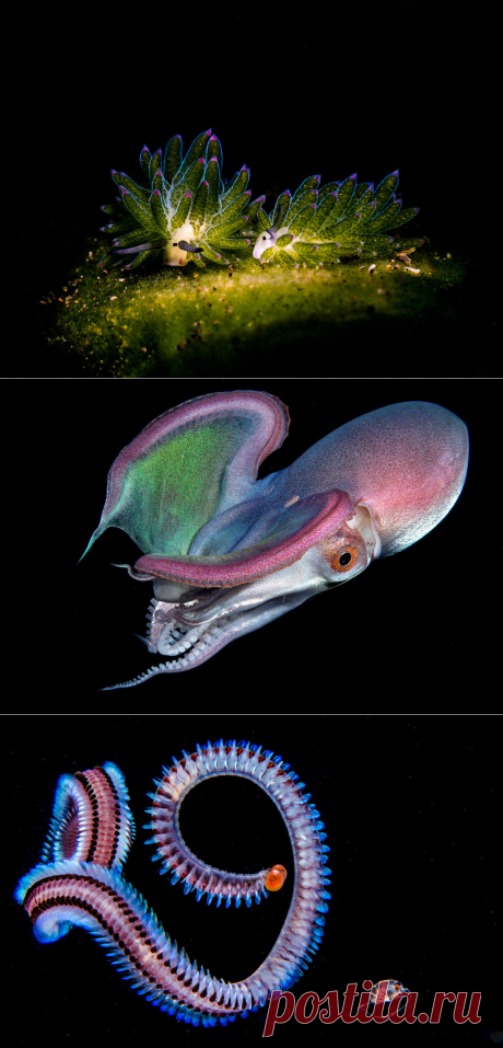 Победители Ocean Art 2019 Underwater Photography Competition | Фотоискусство