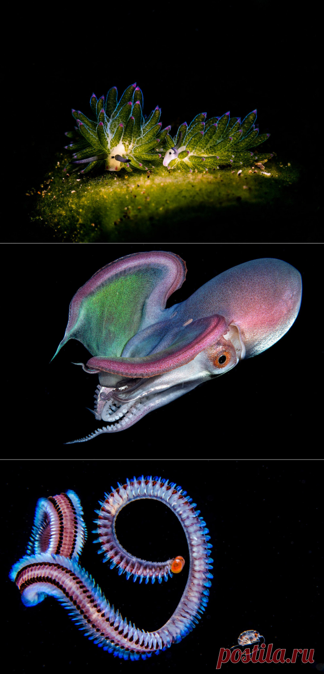 Победители Ocean Art 2019 Underwater Photography Competition | Фотоискусство
