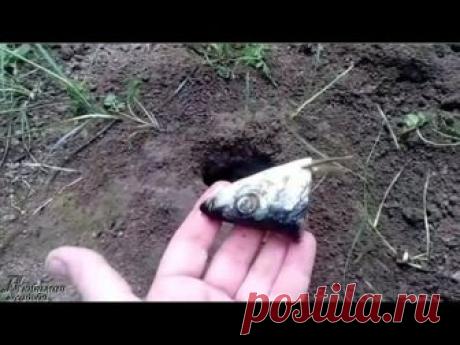 Как избавиться от кротов  Необычный , но эффективный способ