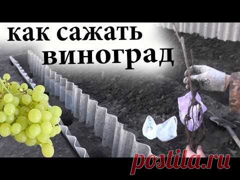 Как сажать виноград или высадка черенков и саженцев винограда в грунт — Яндекс.Видео