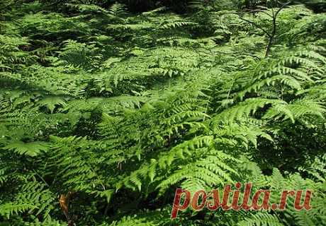 Орляк — папоротник (Pteridium)