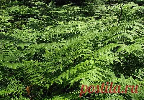 Орляк — папоротник (Pteridium)