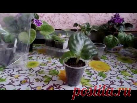 Укоренение листа фиалки в торфяной таблетке