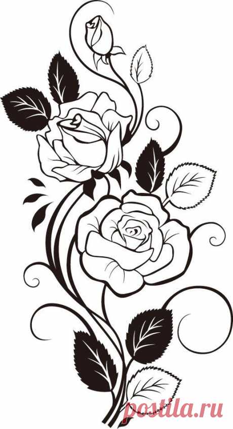 Found on flowerillust.com