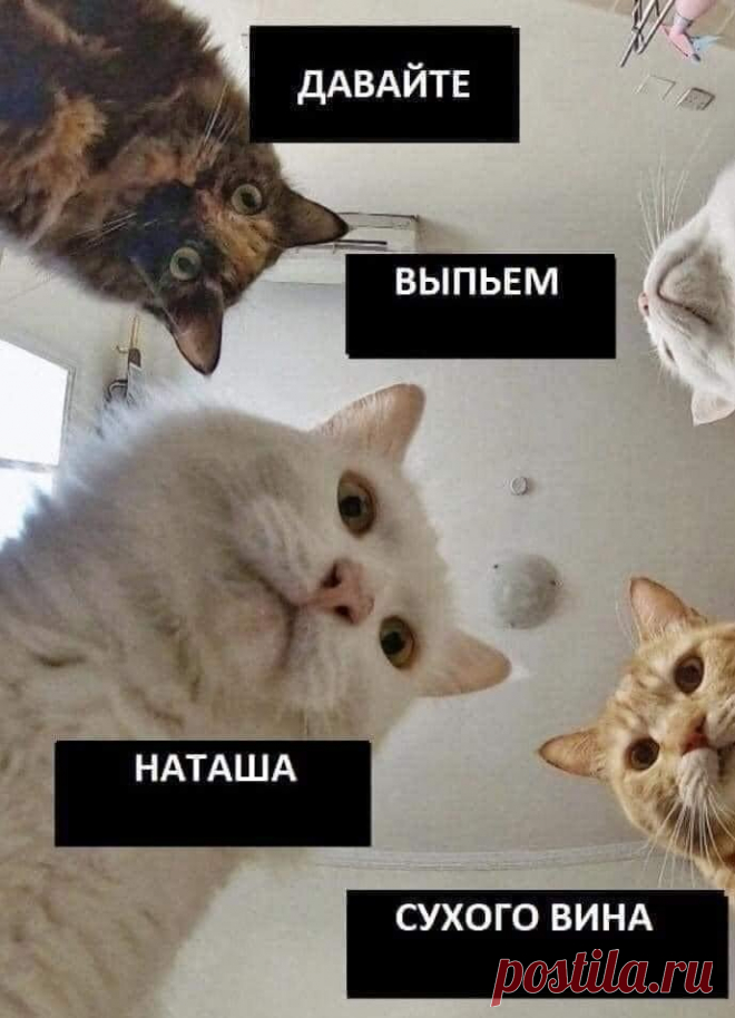 Наташ, ты спишь?: подборка мемов с котиками Наташи, которые