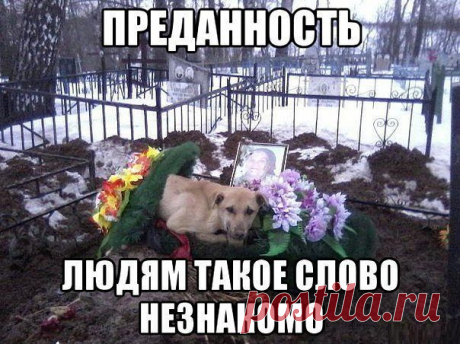 Щемящее до слез( не мое).