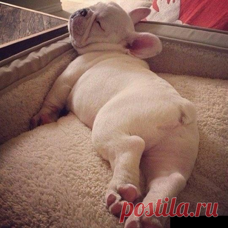 Пончик.