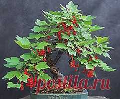 бонсай ягодный
