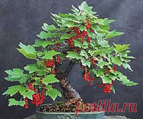 бонсай ягодный