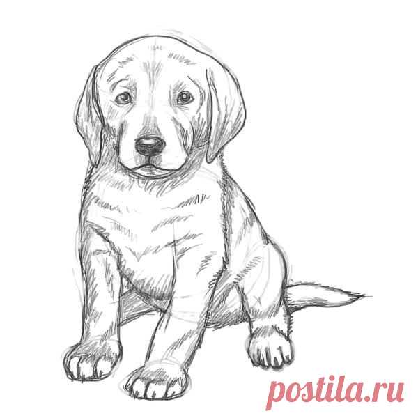 Рисунки карандашом для начинающих на 8 марта. - 21 May 2013 - Blog - Rasskrutisait
