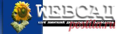 WEB САД