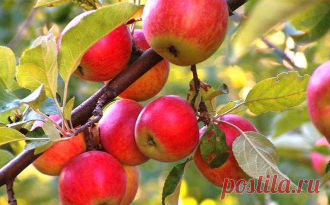 Чем подкормить яблони и груши весной? Чтобы по осени собрать богатый урожай сочных спелых яблок и груш, нужно заботиться о деревьях круглый год. Как люди и животные нуждаются в пище, так и плодовым деревьям необходима периодическая подкор...