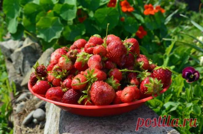 Как спасти клубнику от гнили: 5 лайфхаков для ягод, лежащих на земле