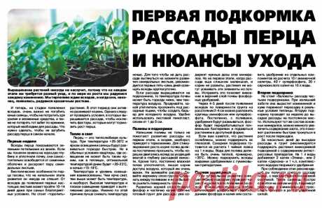 Первая подкормка рассады перца и нюансы ухода
 ПОДКОРМКИ ОВОЩЕЙ