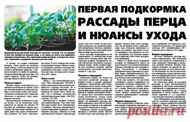 Первая подкормка рассады перца и нюансы ухода