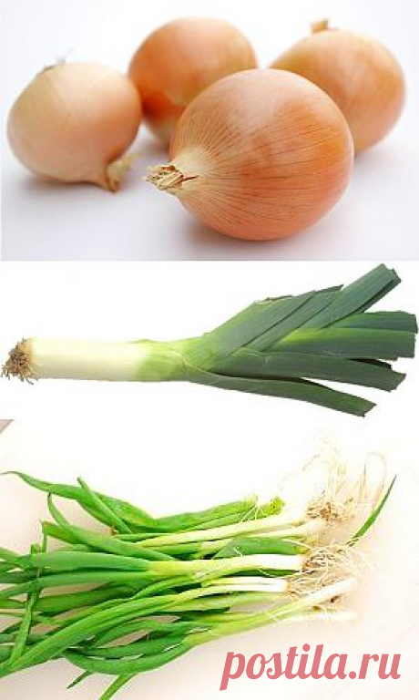 сообщение lika_nika : Полезные свойства лука (00:28 20-02-2014) [4151280/313957026] - vbifnrf@mail.ru - Почта Mail.Ru