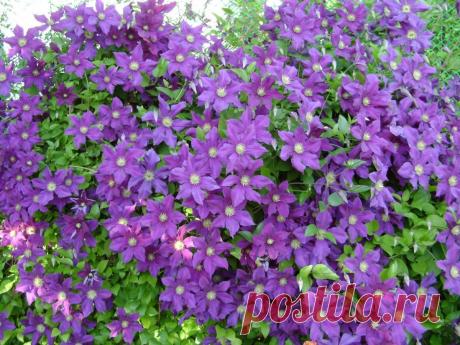 РАСТЕНИЯ ДЛЯ ВЕРТИКАЛЬНОГО ОЗЕЛЕНЕНИЯ | Самоцветик