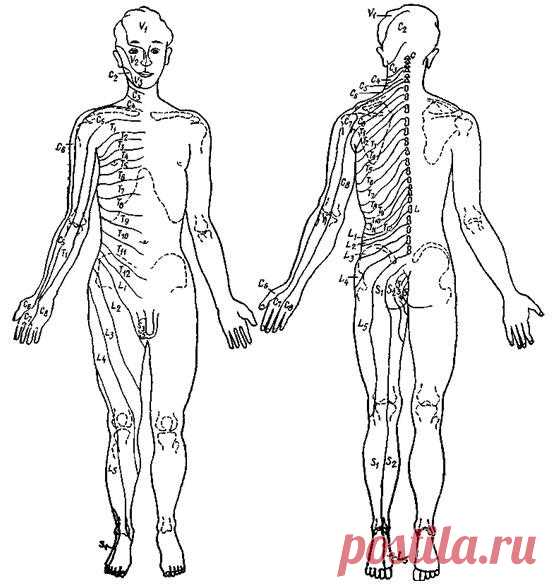 Дерматомы и миотомы - Патологически измененный позвоночник - Ортопедическая диагностика - Мед Читалка