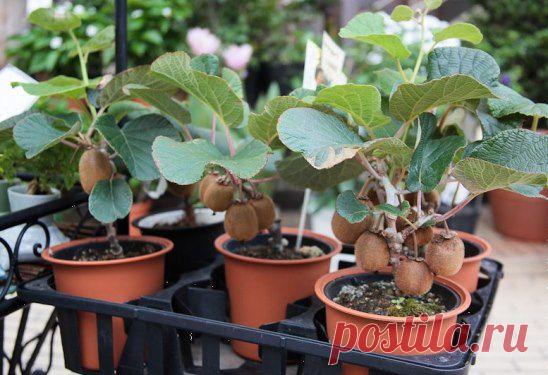 (45) Одноклассники    Выращиваем киви дома, из группы ландшафтный дизайн