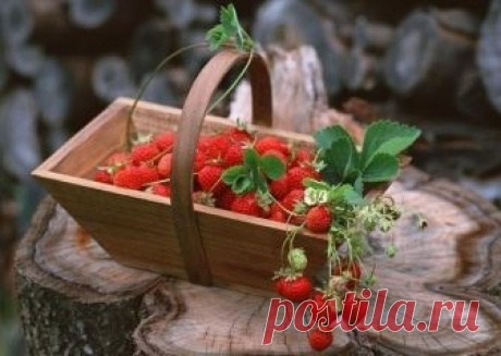 РАСТИМ ЗЕМЛЯНИКУ ДОМА КРУГЛЫЙ ГОД

Для садоводов представляет особый интерес ремонтантная, или непрерывно плодоносящая, земляника. Если вы не имеете садового участка или там не окажется свободного места, то вы можете с успехом выращивать ремонтантную землянику в горшках или ящиках на окне в комнате, на закрытых балконах, террасах, в лоджиях. При правильном уходе некоторые сорта мелкоплодной ремонтантной земляники могут дать 100-250 ягод, а выгоночные крупноплодные сорта - ...