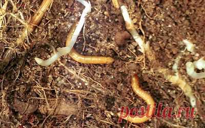 Комплекс методов борьбы с пыреем. | Вредители