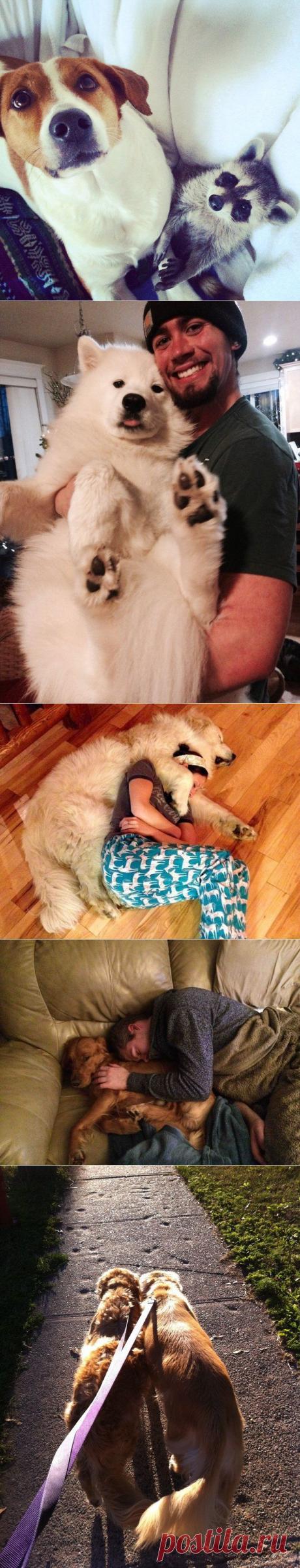 Преданней собаки — нету существа