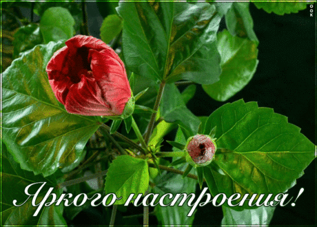 Пожелание яркого настроения