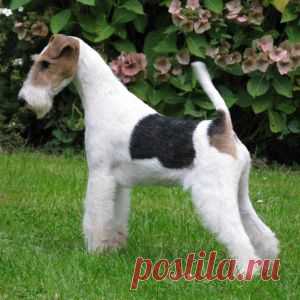 Жёсткошёрстый фокстерьер - фото породы собак.