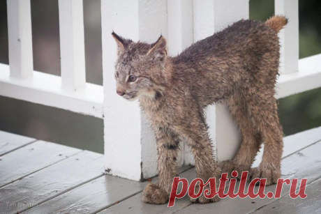 К жителю Аляски «пришел в гости» целый выводок рысей