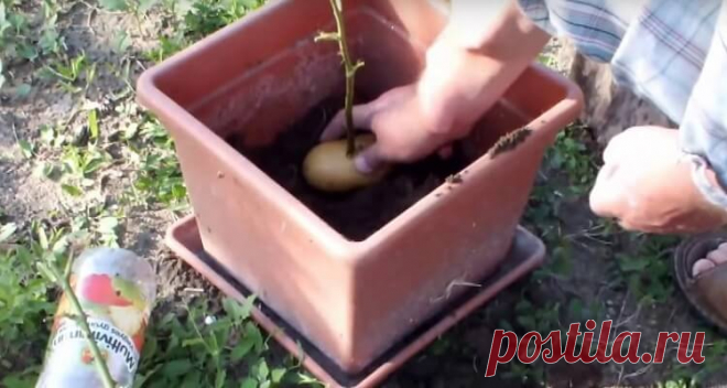 Она втыкает розу в картошку и сажает ее в горшок. Через неделю вырастает уникальное! .