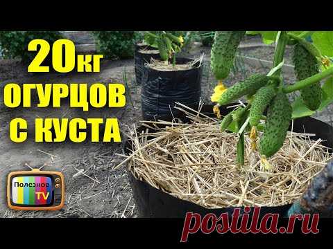20 кг СВЕРХ РАННЕГО УРОЖАЯ ОГУРЦОВ С ОДНОГО КУСТА ПРИ ТАКОМ ВЫРАЩИВАНИИ