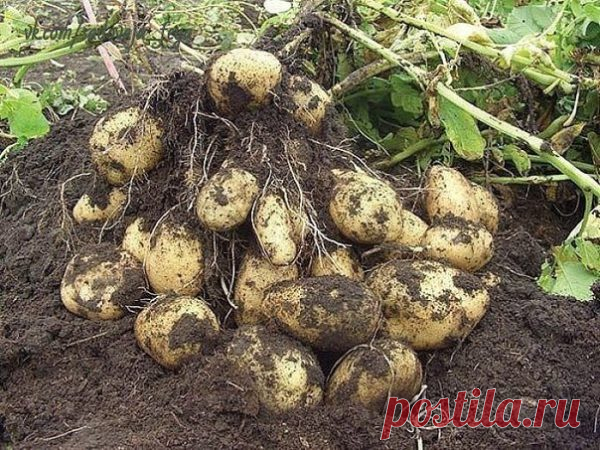 Китайский метод посадки картофеля обеспечивает невероятную урожайность - Своими руками