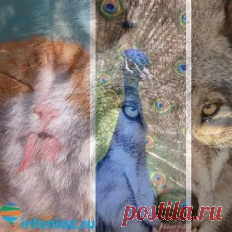 Шуточный тест: Каким животным вы были в прошлой жизни? - Вы были Джек Рассел Терьером - "Ой, смотрите, какое милое создание! Я просто хочу взять тебя на ручки и … АЙ, мои пальцы !!!"