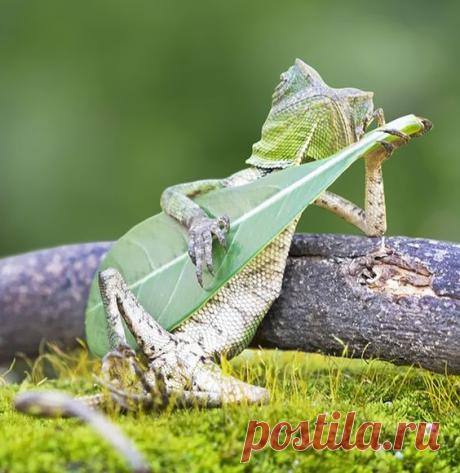 Гитара, Ящерицы and Индонезия on Pinterest