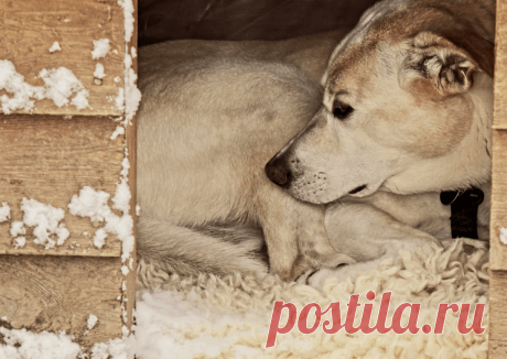 Календарь сезонных работ в саду: декабрь - Planetalsad