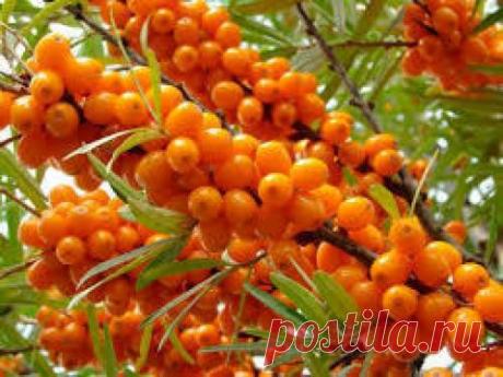 Соберите листья облепихи! При кожных заболеваниях принимают ванны с настоем из веток и листьев облепихи. В листьях и плодах растения имеются кумарины, препятствующие образованию тромбов в кровеносных сосудах. При простудных за...