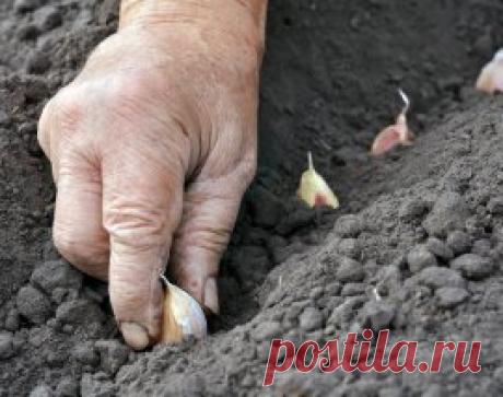 Что можно посеять и посадить в огороде осенью | На грядке (Огород.ru)