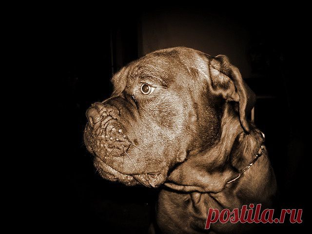 #Cane #Corso #Italian #Mastiff | Rotts, Pitts & Mastiffs