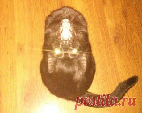 Я просто хотел сфоткать своего кота...