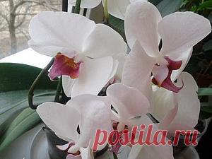 легенда о белой орхидее - Ярмарка Мастеров - ручная работа, handmade