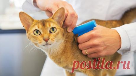 Платную обязательную регистрацию домашних животных планируют ввести в России