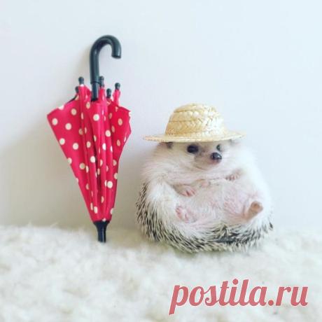 Знакомьтесь, ежик, любящий приключения, по кличке Азуки
