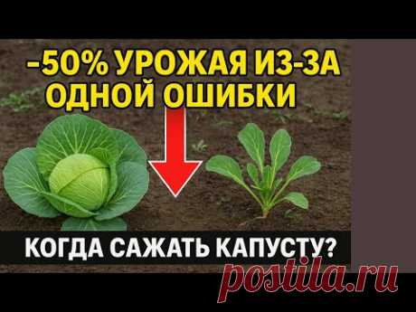 Когда сажать капусту в 2025? ⚠ Эти ошибки УБИВАЮТ урожай!