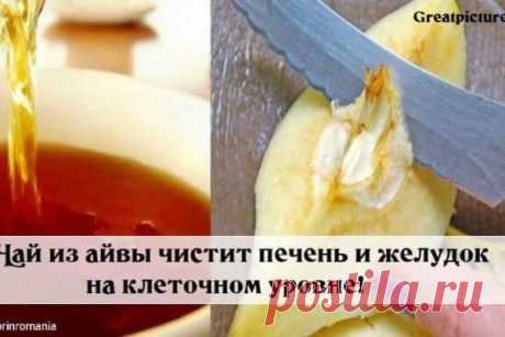 ЧАЙ ИЗ АЙВЫ ЧИСТИТ ПЕЧЕНЬ И ЖЕЛУДОК НА КЛЕТОЧНОМ УРОВНЕ – БУДЬ В ТЕМЕ