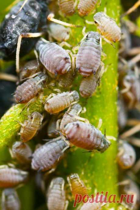 НЕОБЫЧНЫЕ МЕТОДЫ БОРЬБЫ С НАСЕКОМЫМИ ВРЕДИТЕЛЯМИ... Тема от РАДОСТЬ... Счастливая, Базовый сайт от Светланы. | Наша дача