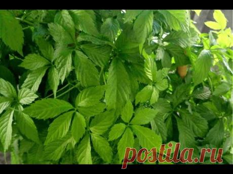 Гиностемма пятилистная. Зимовка, уход (Gynostemma)