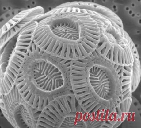 Невероятные и красивые макрофото повседневных вещей, которые не рассмотреть невооруженным глазом | Кухарим | Яндекс Дзен